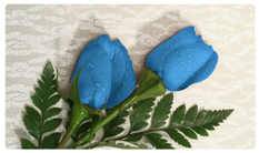 DNSEMP-C-051 2 Roses Blue